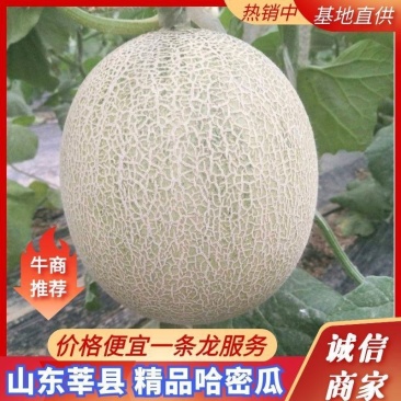 精品哈密瓜鲁厚甜玫珑网纹瓜脆蜜脆甜优质甜瓜大量