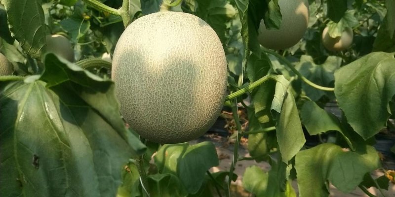 精品哈密瓜鲁厚甜玫珑网纹瓜脆蜜脆甜优质甜瓜大量