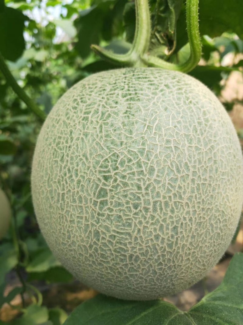 精品哈密瓜鲁厚甜玫珑网纹瓜脆蜜脆甜优质甜瓜大量
