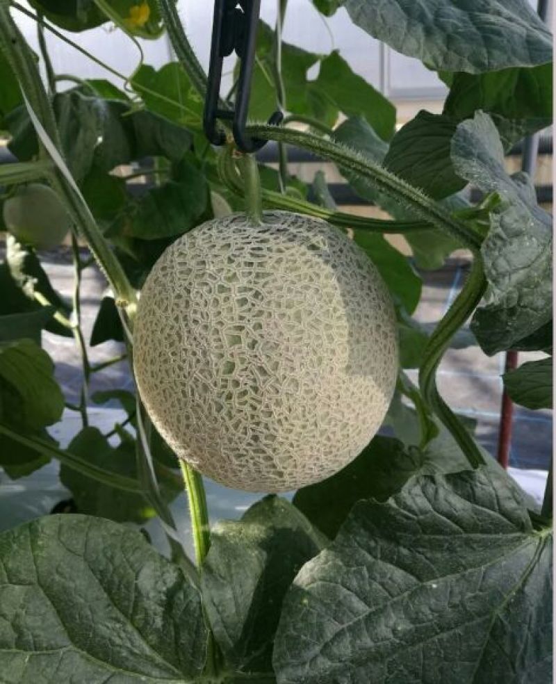 精品哈密瓜鲁厚甜玫珑网纹瓜脆蜜脆甜优质甜瓜大量