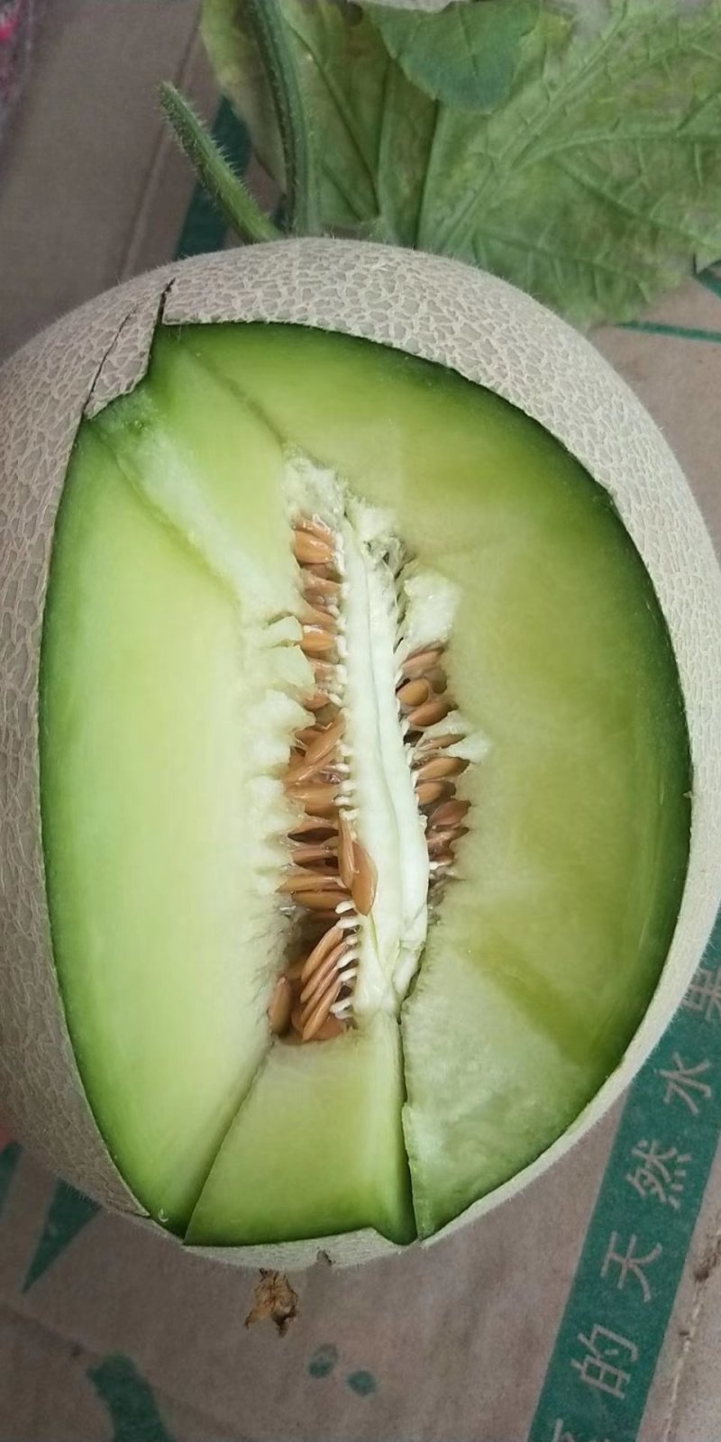 精品哈密瓜鲁厚甜玫珑网纹瓜脆蜜脆甜优质甜瓜大量