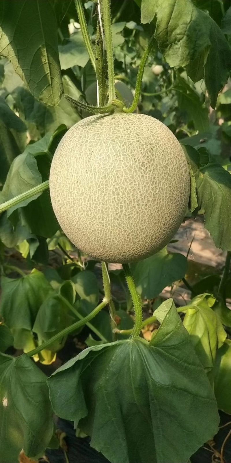 精品哈密瓜鲁厚甜玫珑网纹瓜脆蜜脆甜优质甜瓜大量