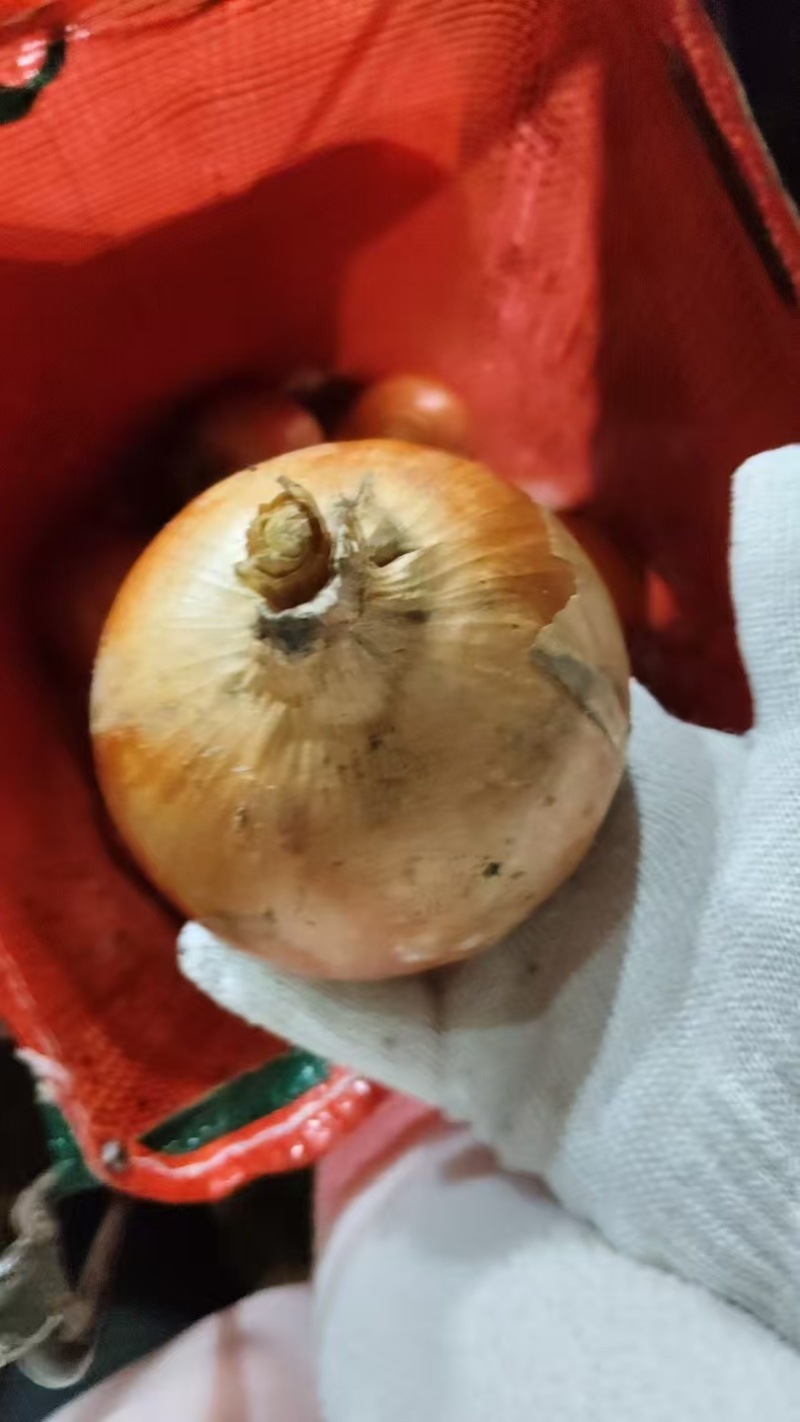 黄皮圆葱大量供应，一手货源，产地直发价格优惠
