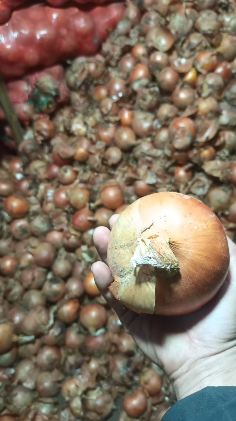 黄皮圆葱大量供应，一手货源，产地直发价格优惠