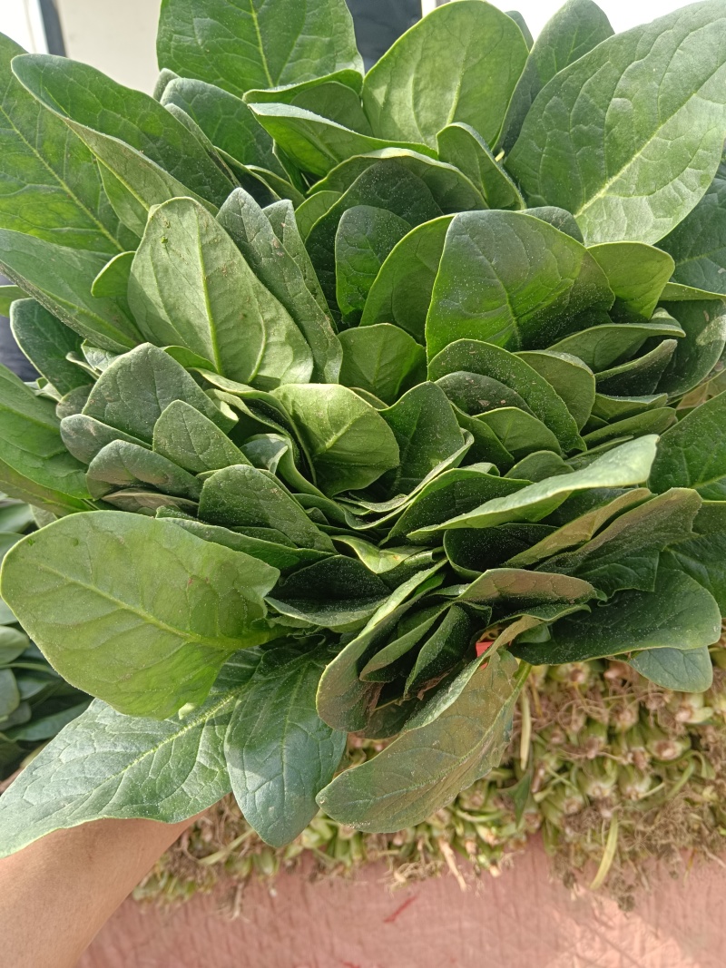 精品菠菜