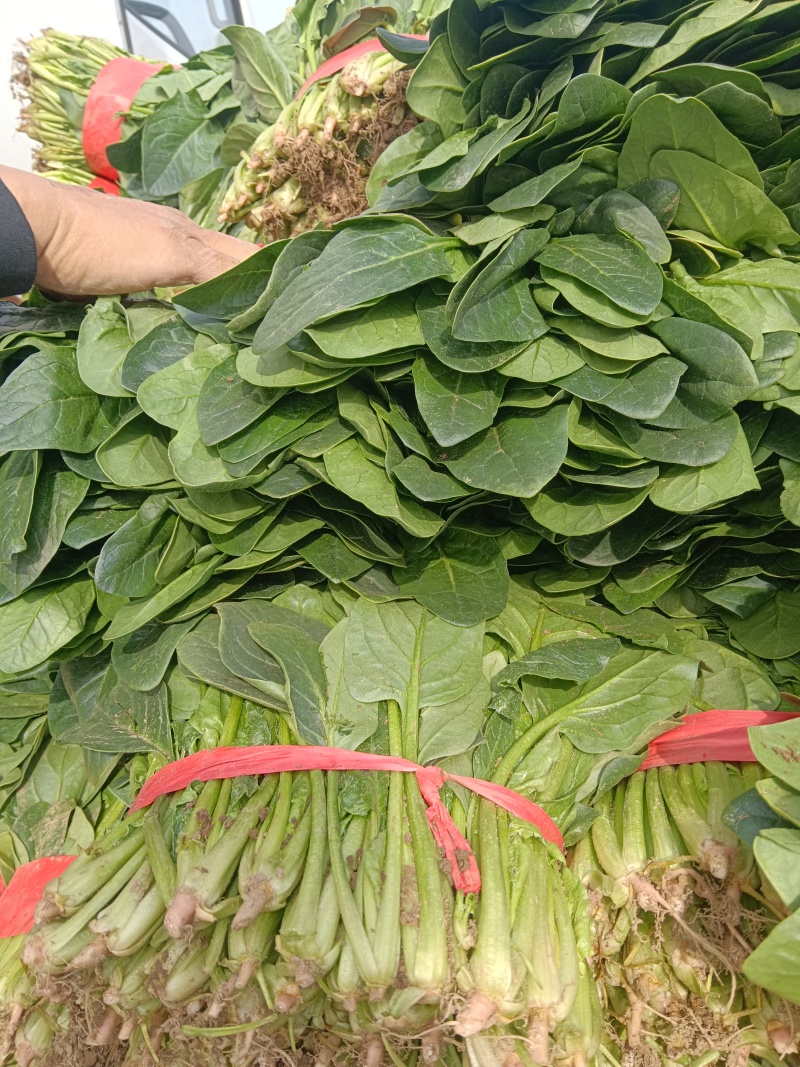 精品菠菜