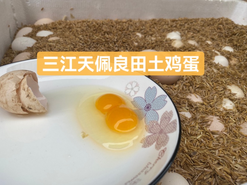 高山散养土鸡蛋,广西柳州三江县农家正宗土鸡蛋,保鲜保质保