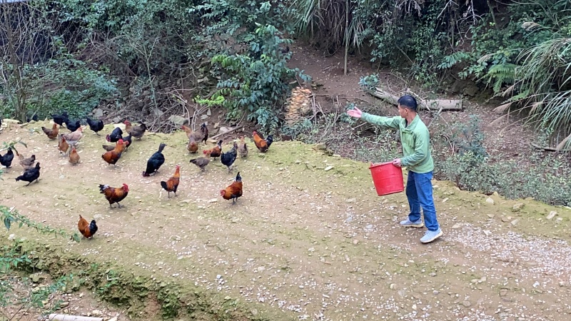 高山散养土鸡蛋,广西柳州三江县农家正宗土鸡蛋,保鲜保质保