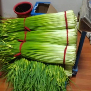 江苏徐州蒜苔大量供应代发全国诚信合作欢迎来电