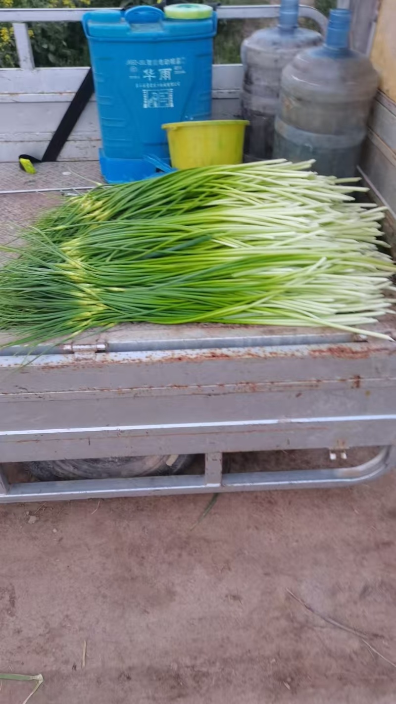 江苏徐州蒜苔大量供应代发全国诚信合作欢迎来电