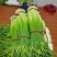 江苏徐州蒜苔大量供应代发全国诚信合作欢迎来电