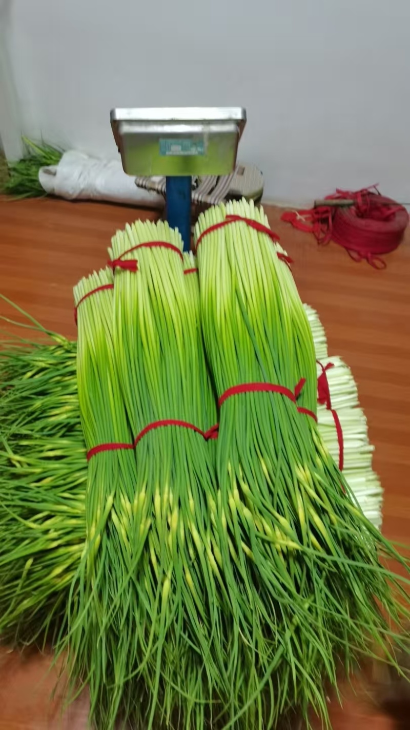 江苏徐州蒜苔大量供应代发全国诚信合作欢迎来电