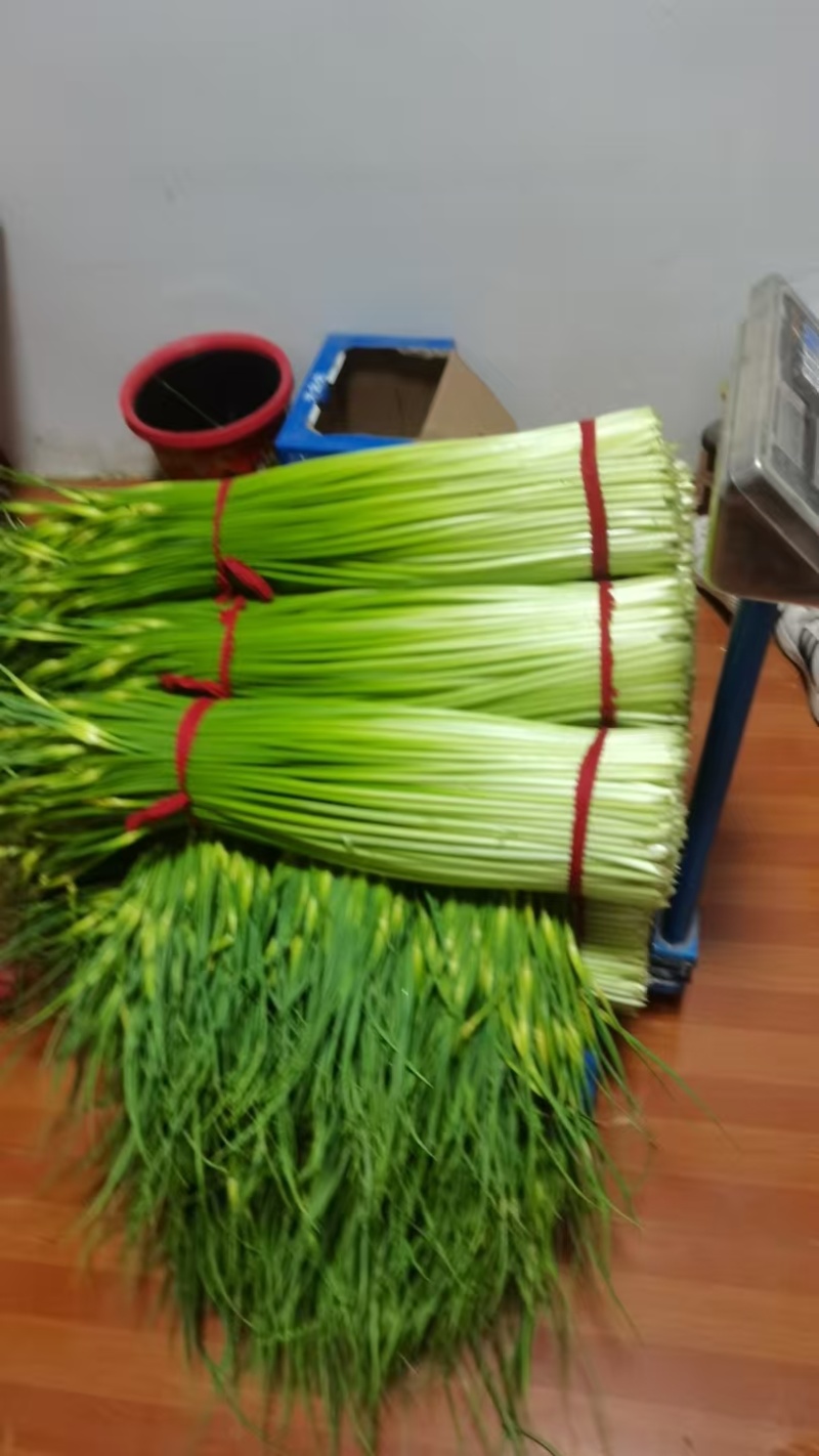 江苏徐州蒜苔大量供应代发全国诚信合作欢迎来电