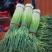 江苏徐州蒜苔大量供应代发全国诚信合作欢迎来电