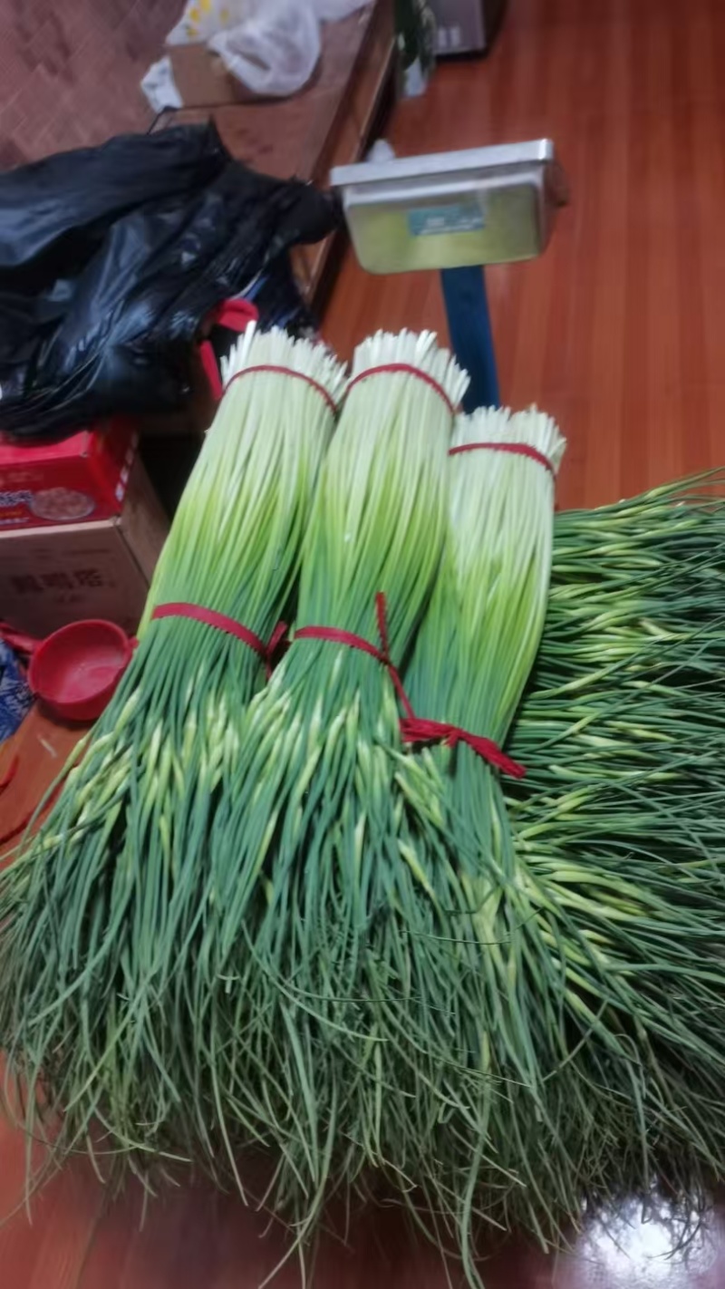 江苏徐州蒜苔大量供应代发全国诚信合作欢迎来电