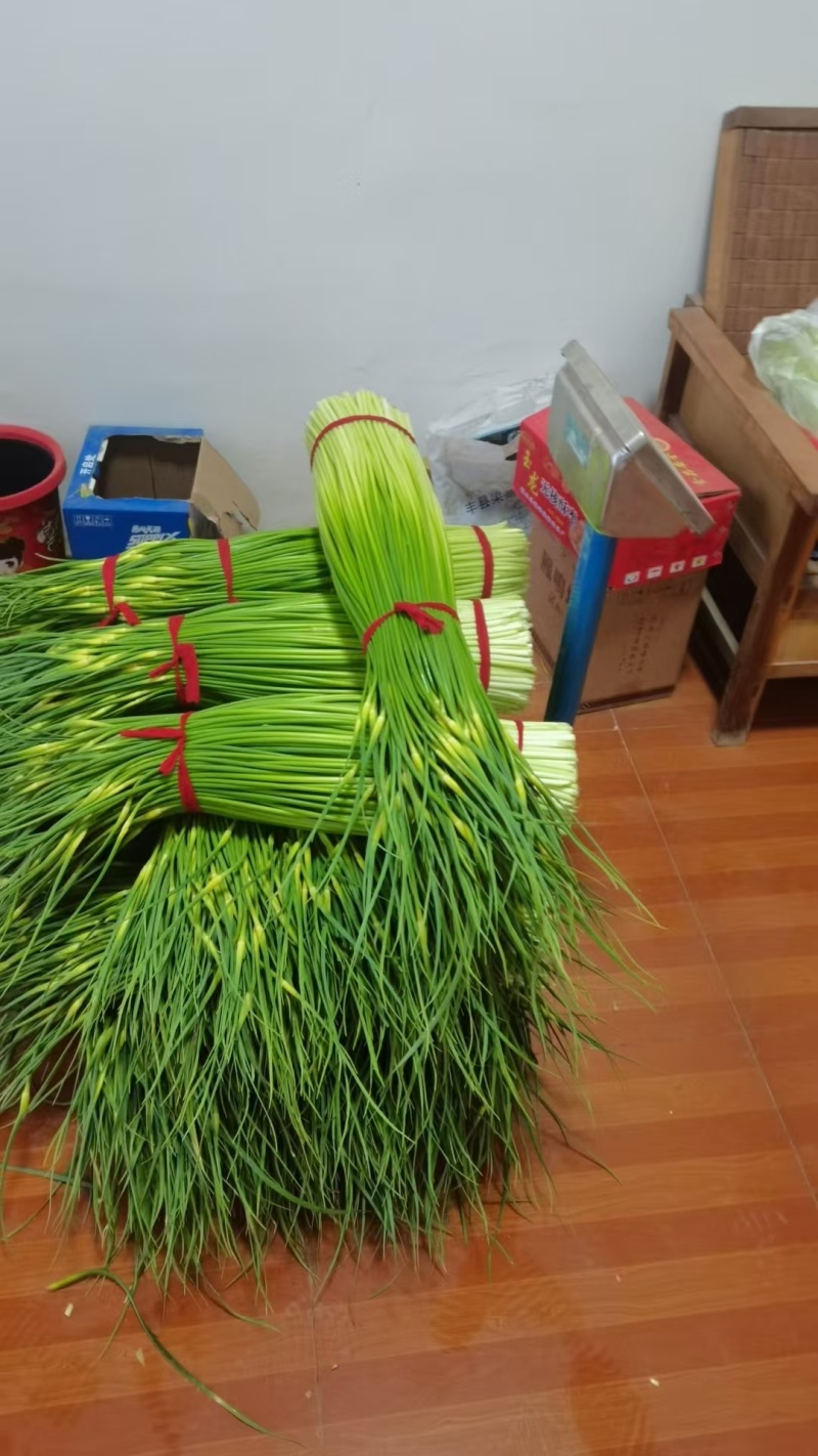 江苏徐州蒜苔大量供应代发全国诚信合作欢迎来电