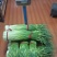 江苏徐州蒜苔大量供应代发全国诚信合作欢迎来电