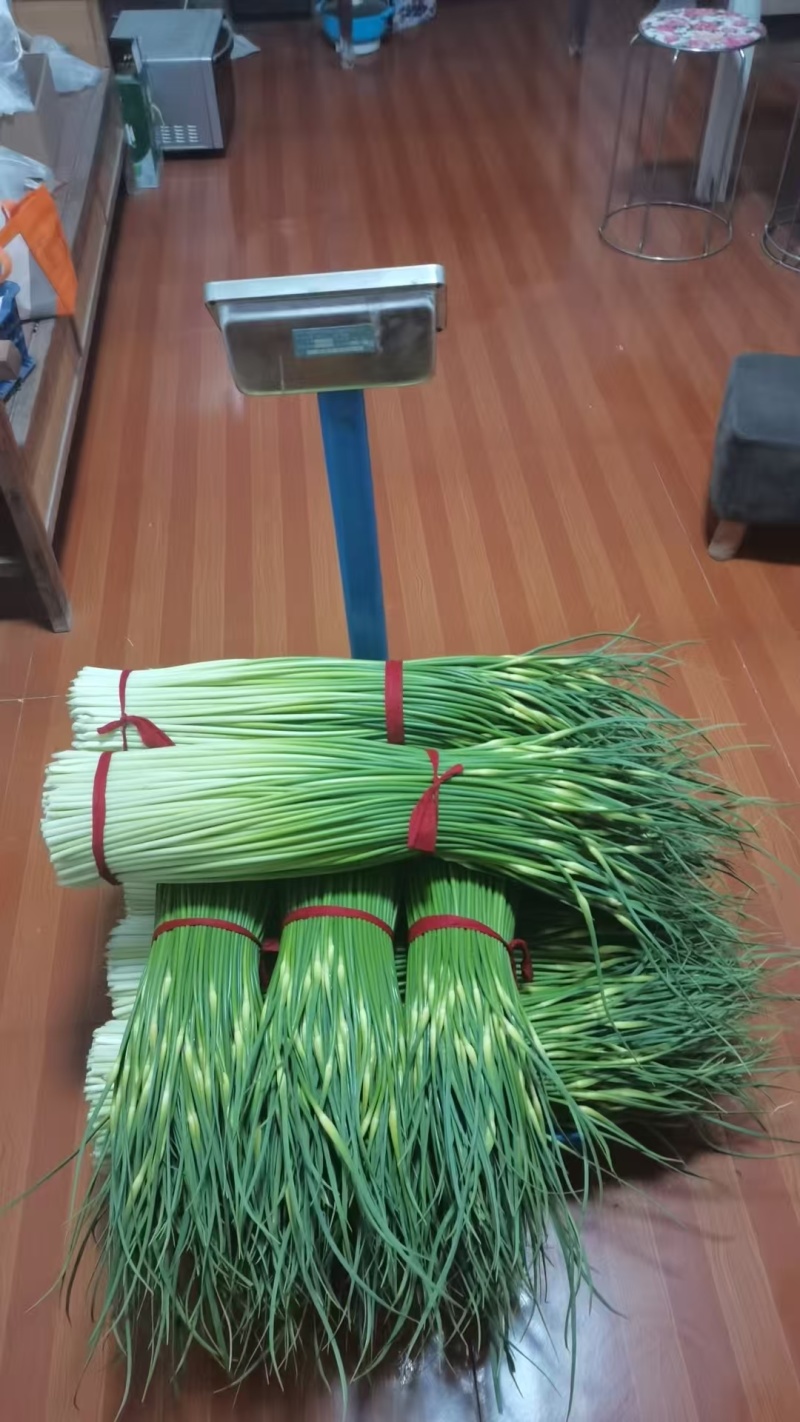 江苏徐州蒜苔大量供应代发全国诚信合作欢迎来电