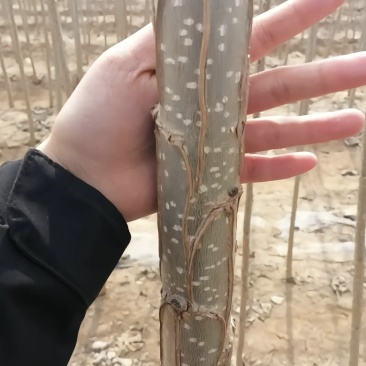 有质杨树苗