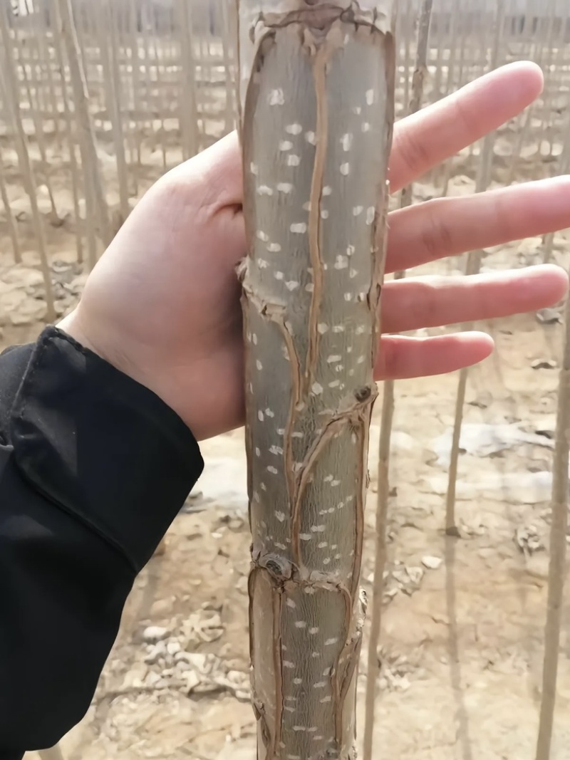 有质杨树苗