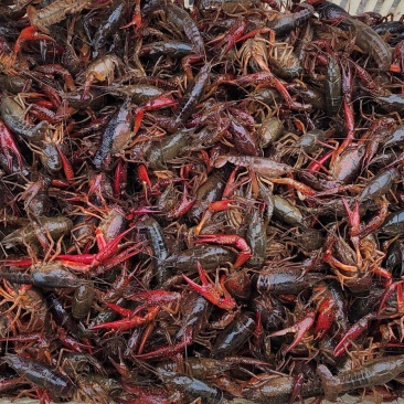 江苏淮安藕塘龙虾，品质好，诚信经营，一手货源