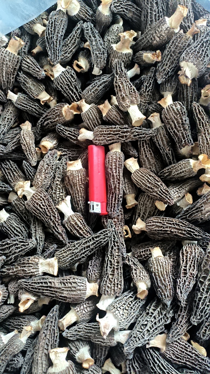 羊肚菌