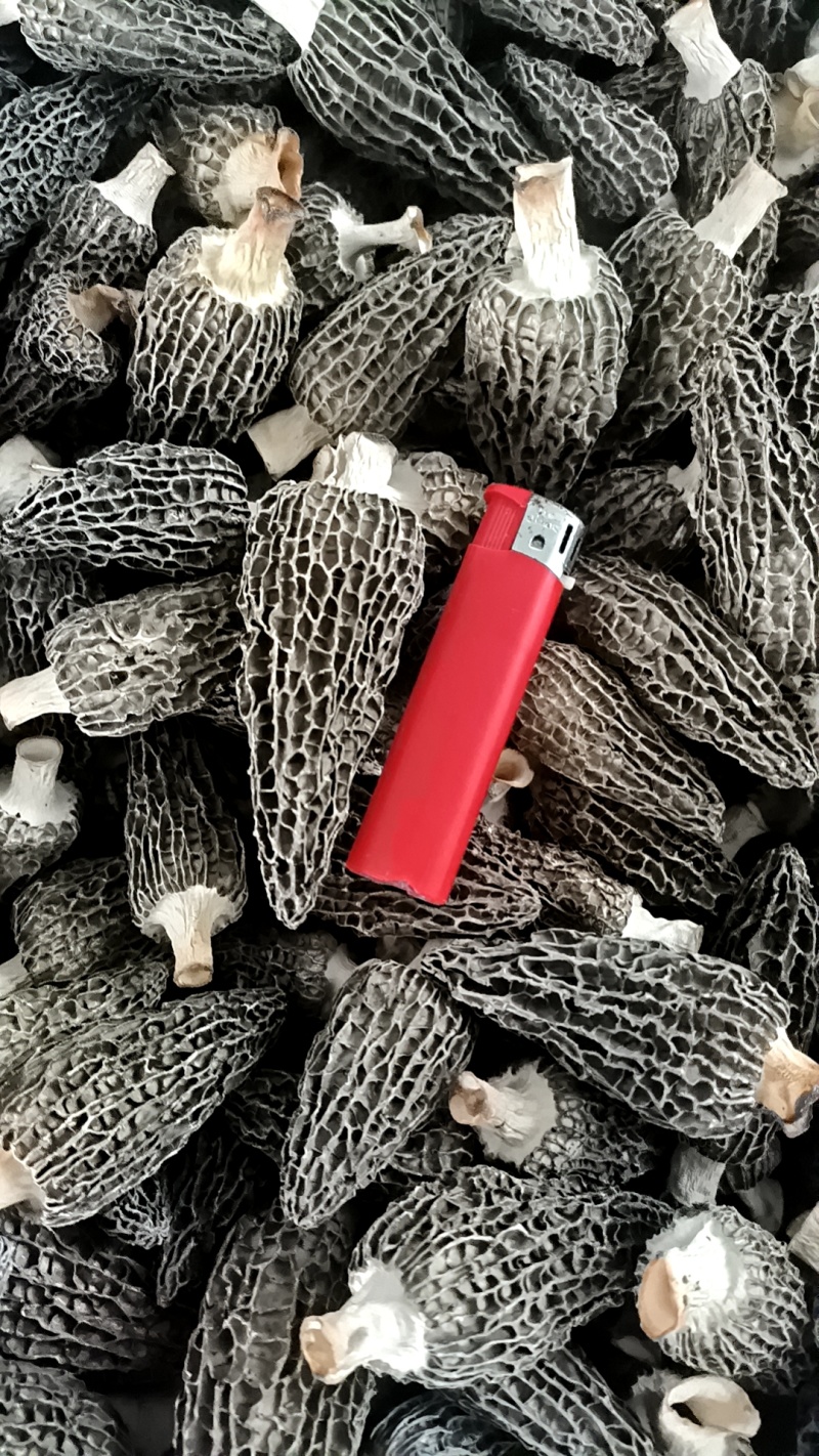 羊肚菌