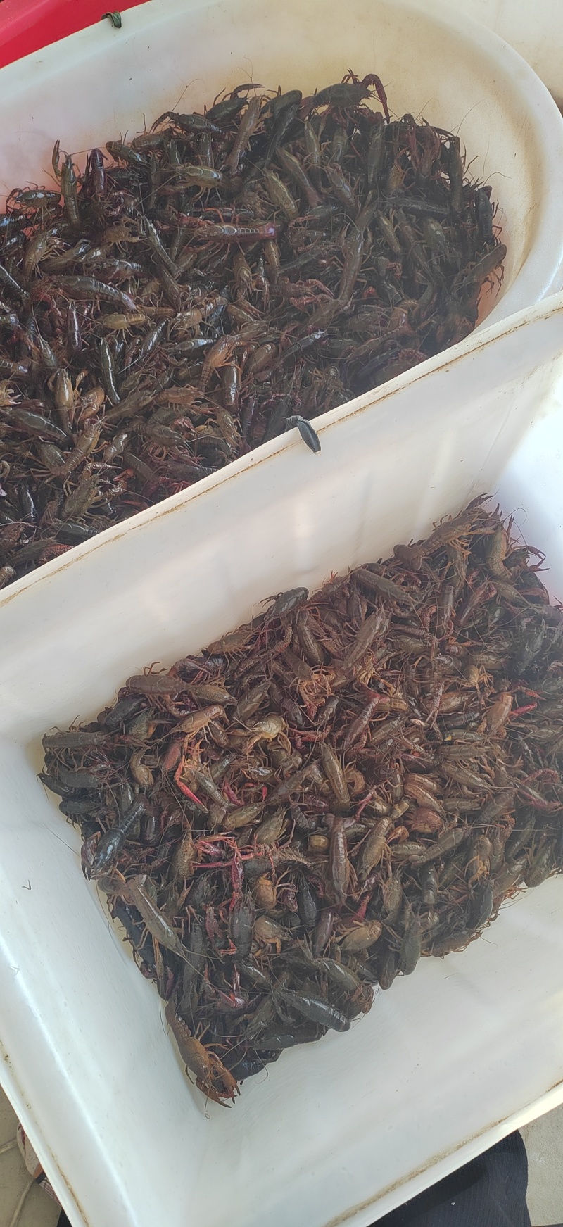 江苏淮安藕塘龙虾，品质好，诚信经营，一手货源