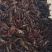江苏淮安藕塘龙虾，品质好，诚信经营，一手货源