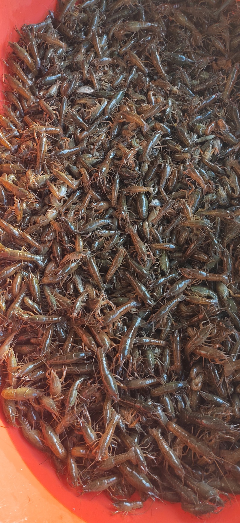 江苏淮安藕塘龙虾，品质好，诚信经营，一手货源
