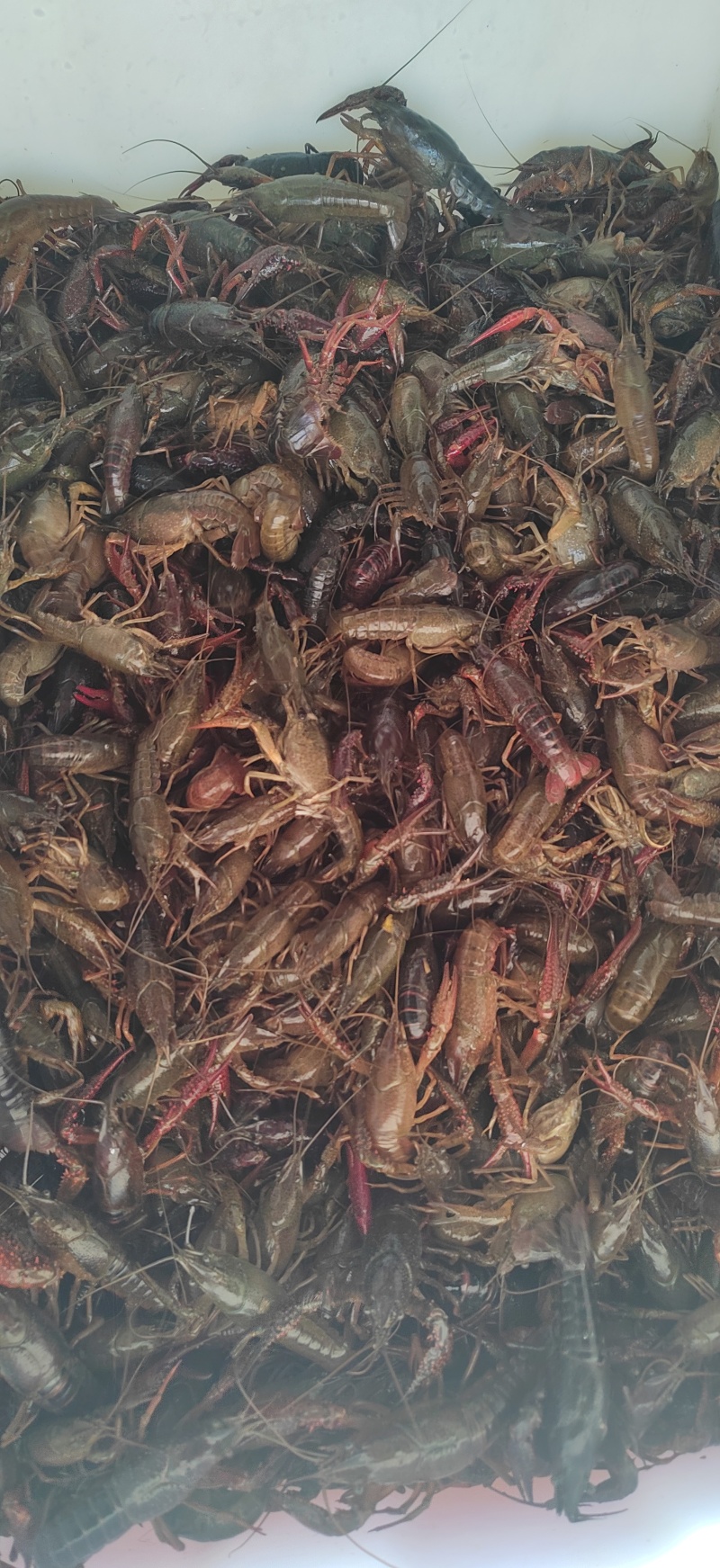 江苏淮安藕塘龙虾，品质好，诚信经营，一手货源
