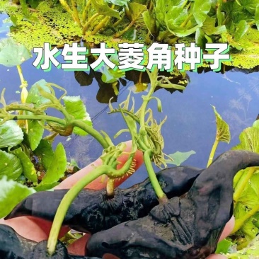 湖北特产菱角种子（大青菱二角菱）