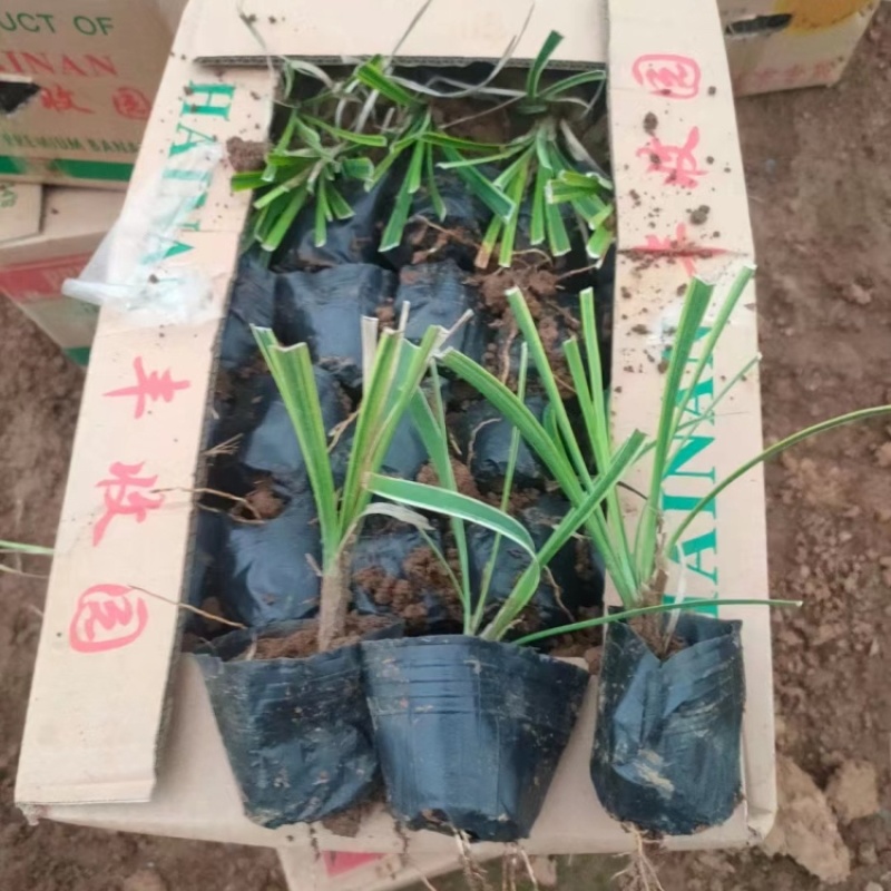 金边麦冬，一手货源，基地直发，金边麦冬产地