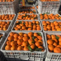 091无籽沃柑大量上市，产地发货，对接全国市场