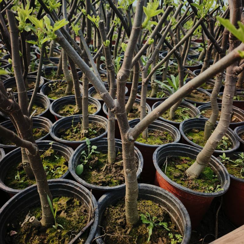 无花果小树，汁可以治病，老桩量大从优，现货，基地直发