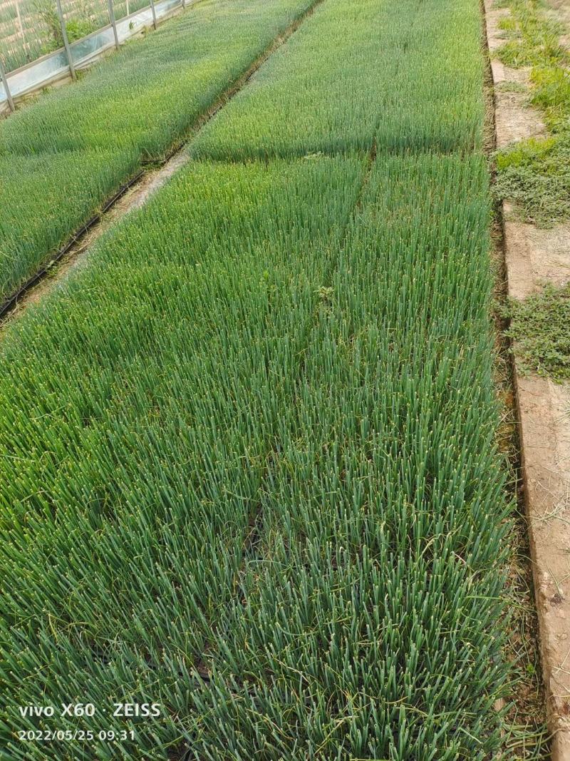 精品大葱大量供应，烧烤蘸酱葱，供应火锅餐饮等