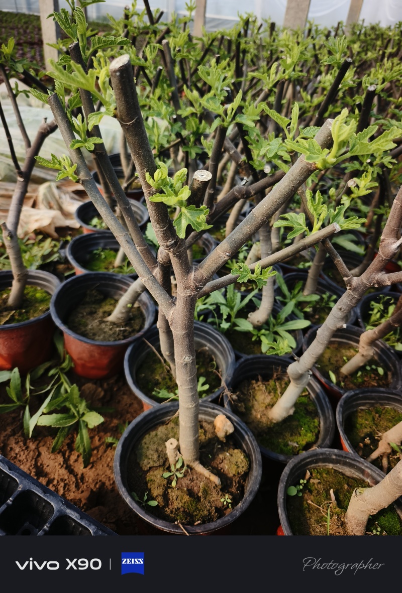 无花果小树，汁可以治病，老桩量大从优，现货，基地直发