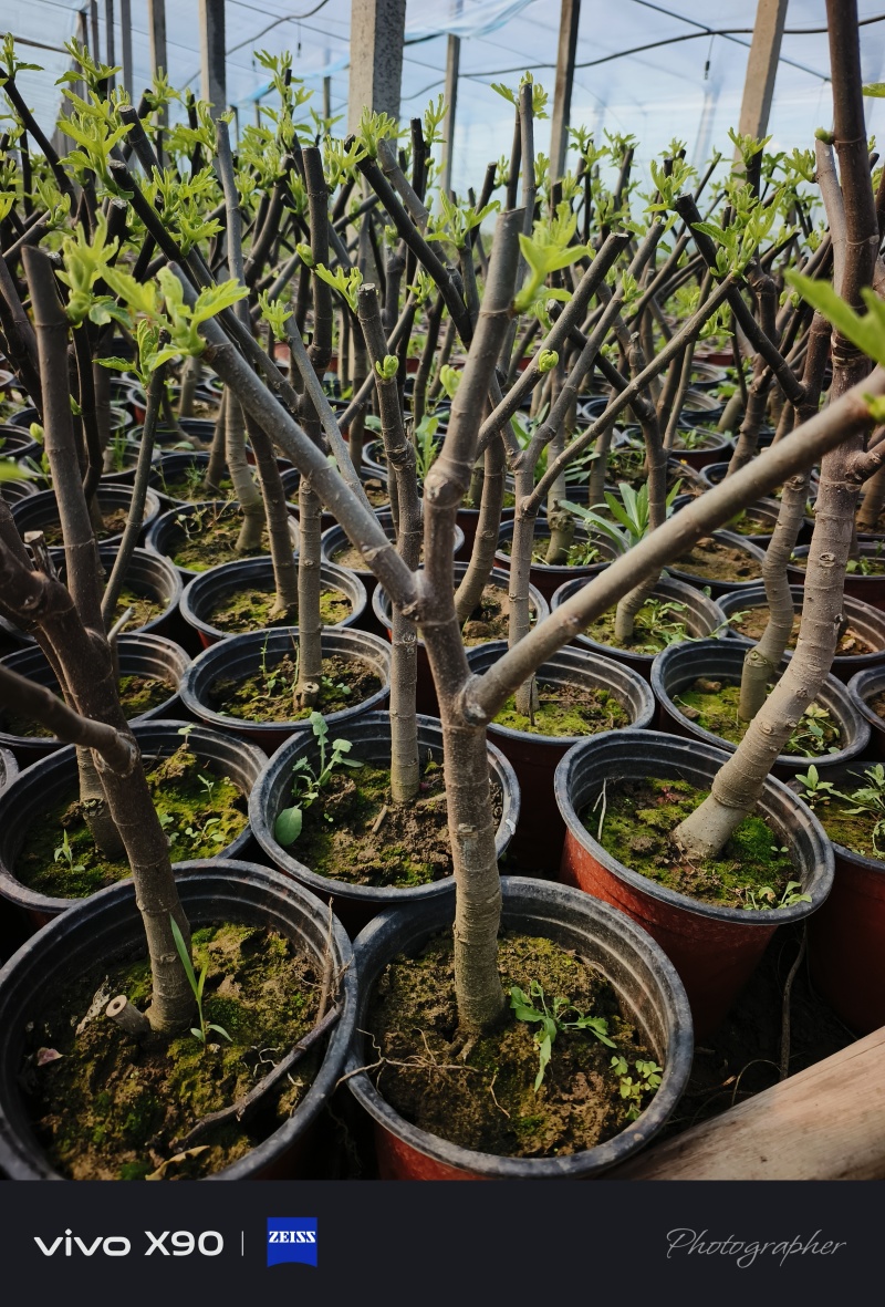 无花果小树，汁可以治病，老桩量大从优，现货，基地直发