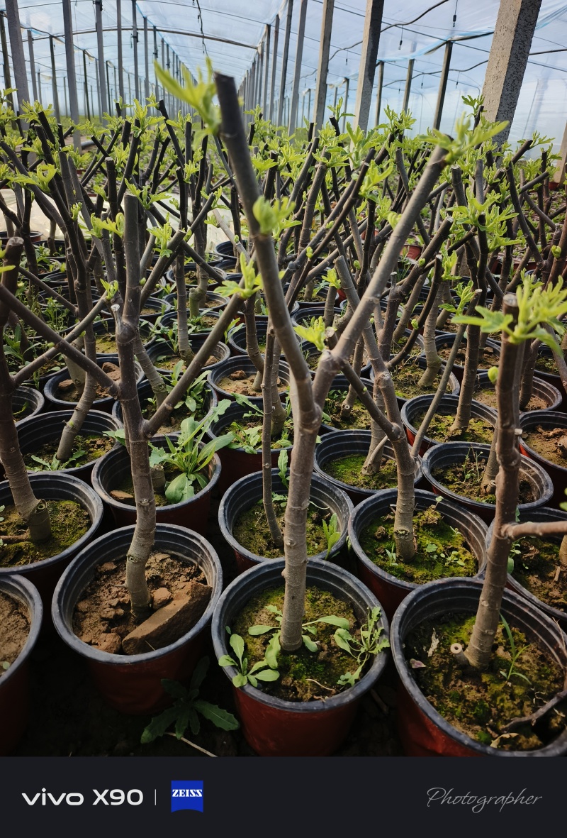 无花果小树，汁可以治病，老桩量大从优，现货，基地直发