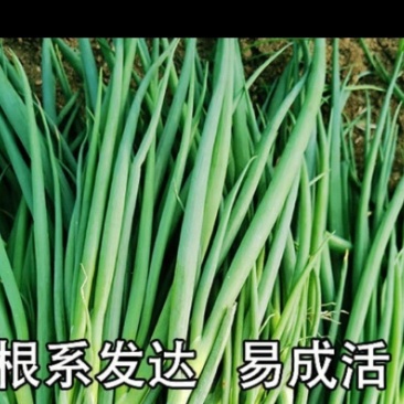基地常年代育葱苗，带土发货，保质保量欢迎来电