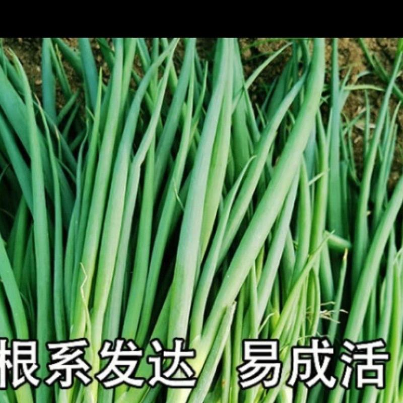 基地常年代育葱苗，带土发货，保质保量欢迎来电