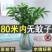 水培驱蚊竹柏福建基地直销