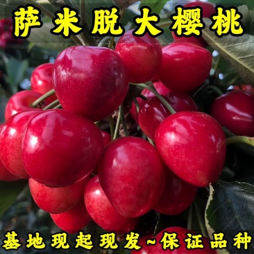 萨米脱大樱桃苗品种纯真基地现起现发根系发达成活率高