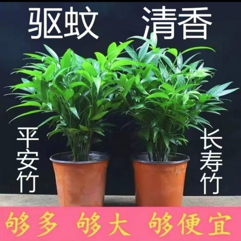 水培驱蚊竹柏福建基地直销