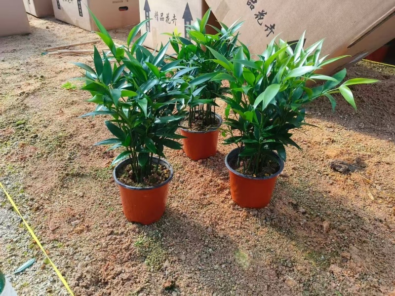 水培驱蚊竹柏福建基地直销