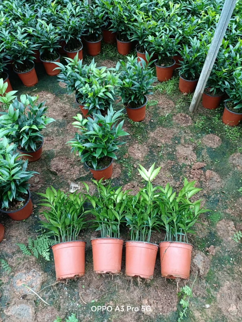 水培驱蚊竹柏福建基地直销