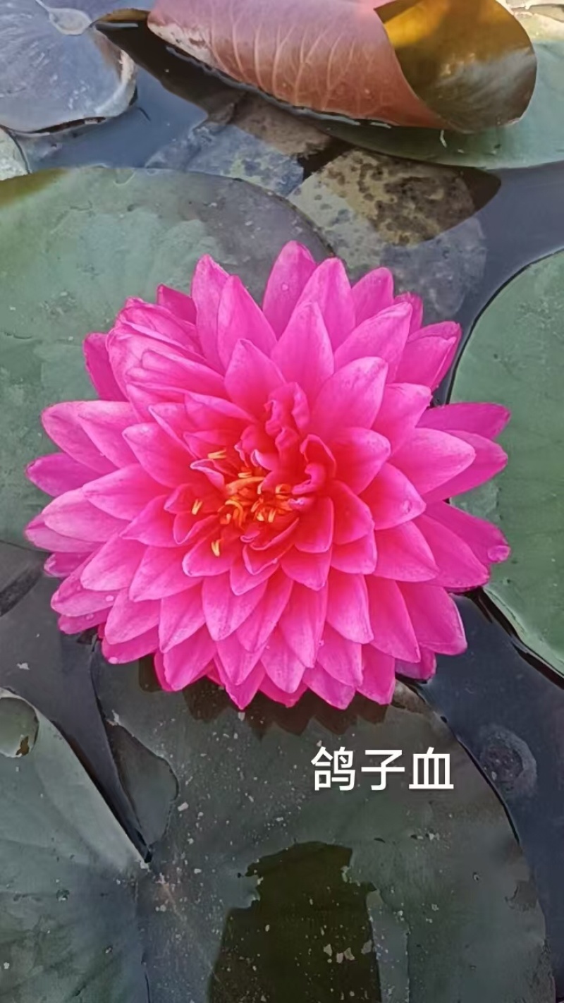 睡莲种苗观赏睡莲任意花色均可选择一手货源欢迎咨询联系