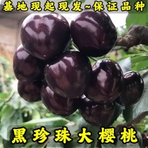 黑珍珠大樱桃苗品种纯真基地现起现发根系发达成活率高