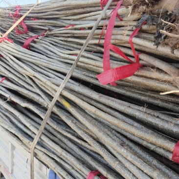 107速生杨树苗白杨树苗大型种植基地价格优惠