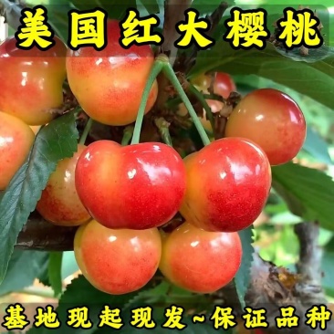 美国红大樱桃苗品种纯真基地现起现发根系发达成活率高